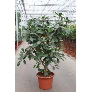 Ficus Cyathistipula