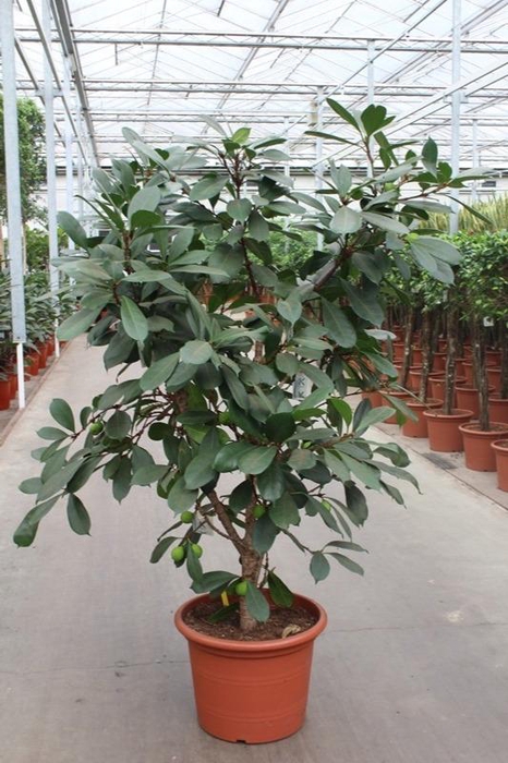 <h4>Ficus Cyathistipula</h4>