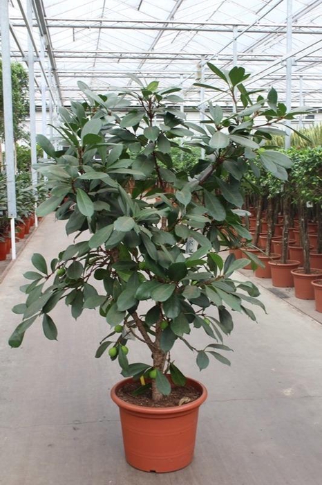 <h4>Ficus Cyathistipula</h4>