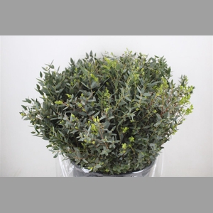 Euca Parvifolia Short 400gr P Bunch