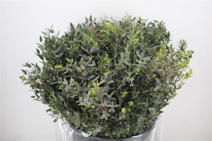 <h4>Euca Parvifolia Short 400gr P Bunch</h4>