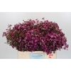 Chamelaucium Purple Rain