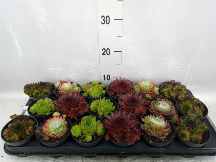 <h4>Sempervivum   ...</h4>