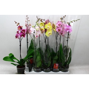 PHAL GEM