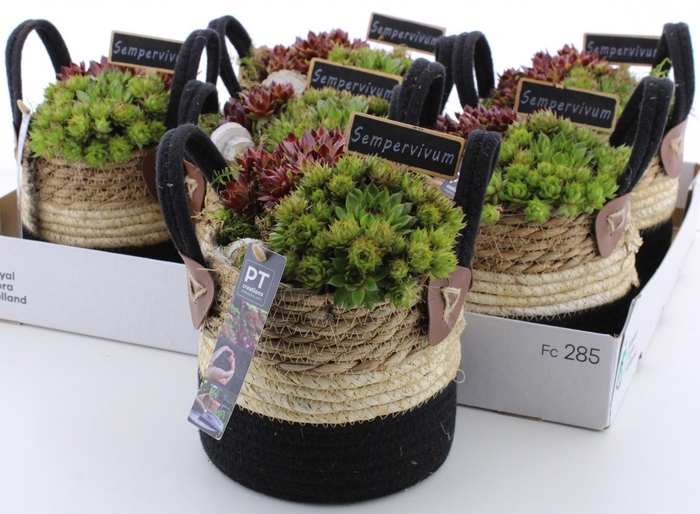 <h4>ARR SEMPERVIVUM</h4>