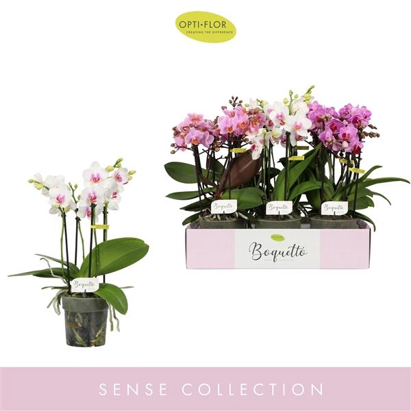 <h4>Boquetto Pinko Mix 3-5 spike</h4>