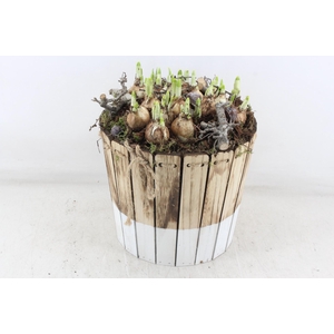 arr4 Narcis MB - Hout ton brown/white XL