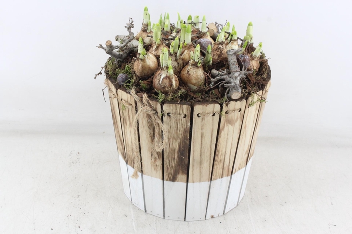 <h4>arr4 Narcis MB - Hout ton brown/white XL</h4>