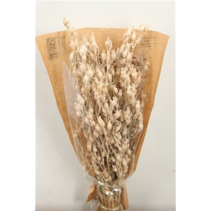 DRIED SILENE FROSTED WHITE BUNCH SL