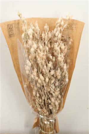 DRIED SILENE FROSTED WHITE BUNCH SL