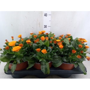 Calendula offic.