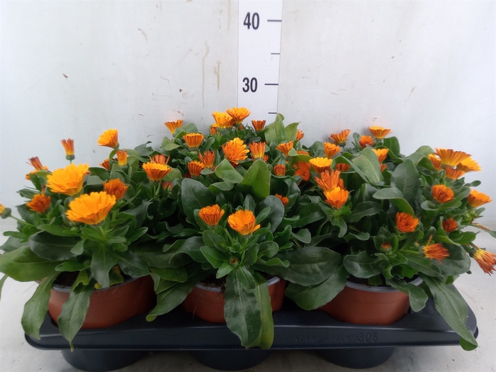 <h4>Calendula offic.</h4>