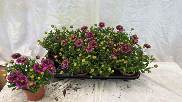 <h4>OSTEO 3D PURPLE</h4>