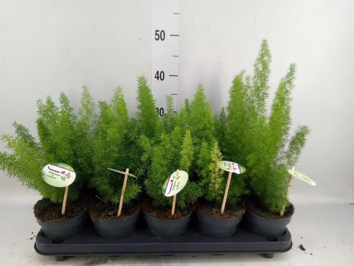 <h4>Asparagus dens. 'Meyers'</h4>