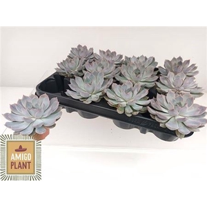 Echeveria Summer