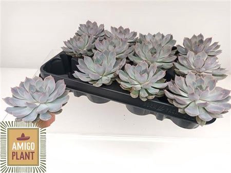 <h4>Echeveria Summer</h4>