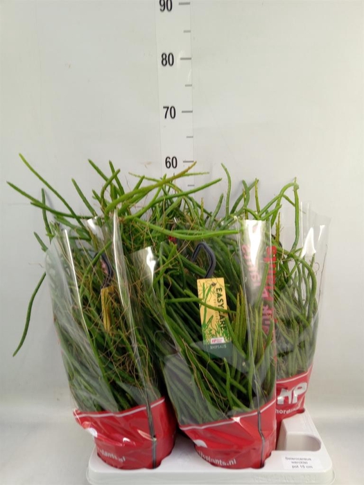 <h4>Rhipsalis   ...</h4>