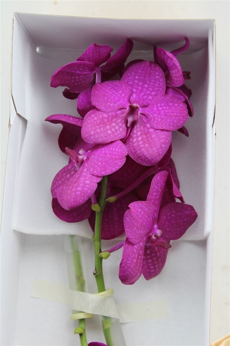 <h4>Vanda Ni Rasp Cerise</h4>