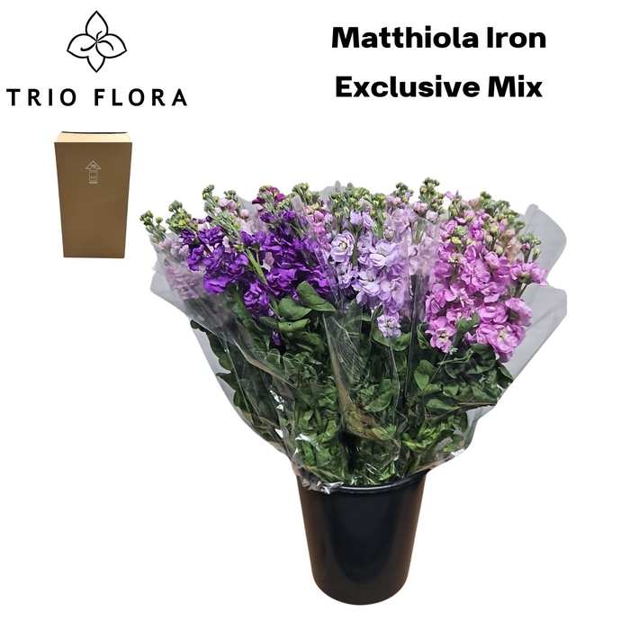 <h4>MATTH IRON EXCLUSIVE MIX Aqua Box 60</h4>