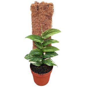 Overig planten Rhaphidophora Korthalsii Variegata