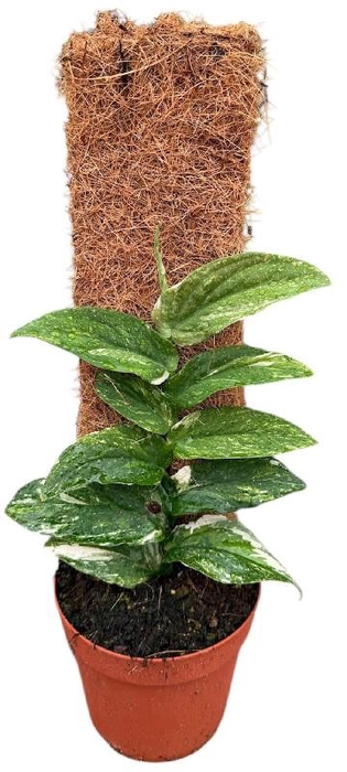 <h4>Overig planten Rhaphidophora Korthalsii Variegata</h4>