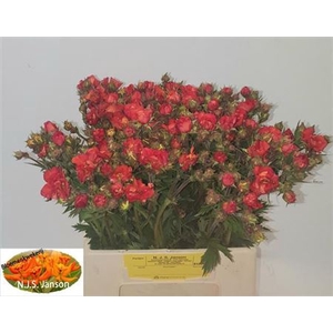 GEUM SCARLET TEMPEST