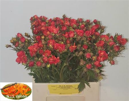 GEUM SCARLET TEMPEST