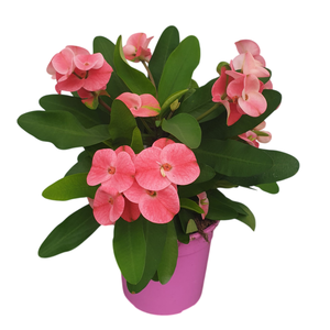 Euphorbia Milii Grp overig