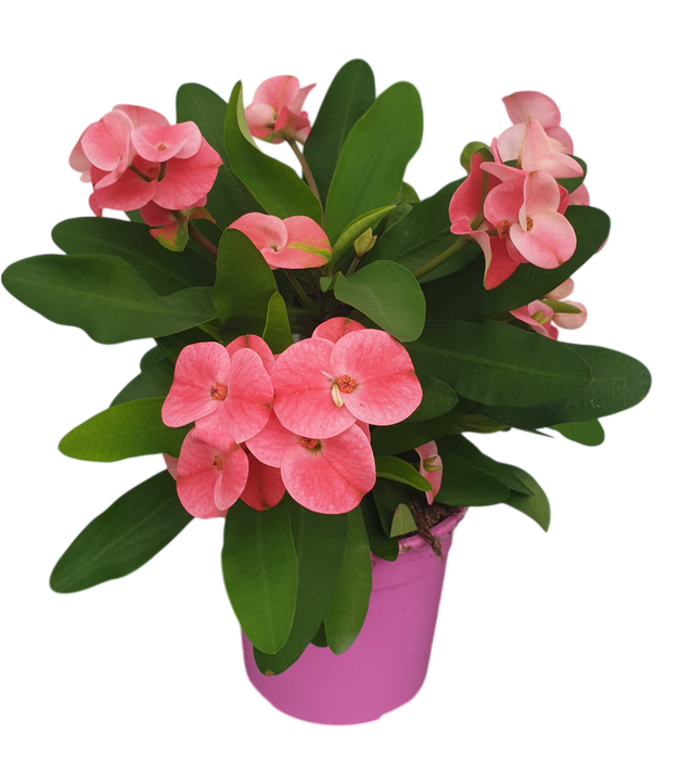 <h4>Euphorbia Milii Grp overig</h4>