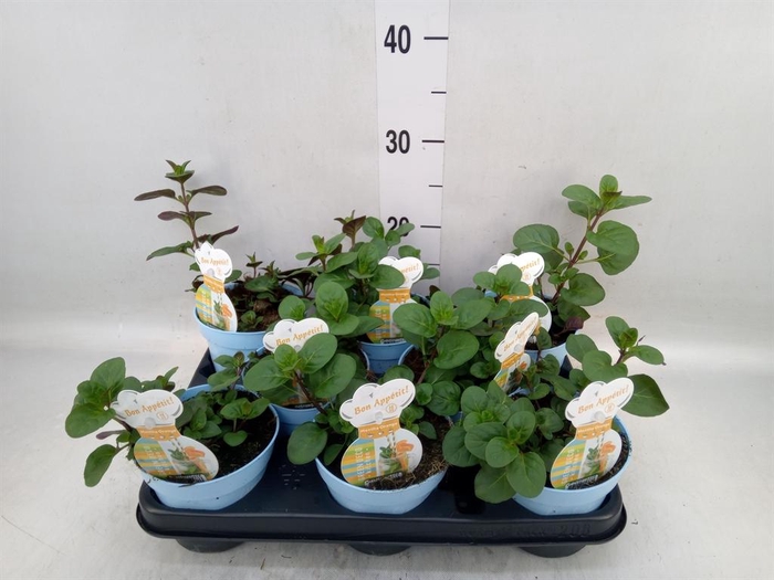 <h4>Mentha piperita</h4>