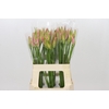 Nerine Vesta K