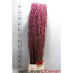 SALIX  SN FLA KLB H%