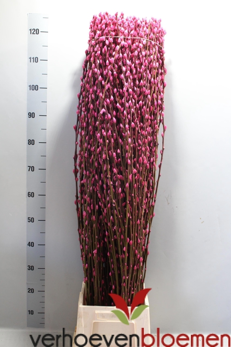 <h4>SALIX  SN FLA KLB H%</h4>