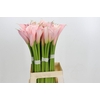 Zantedeschia Eydolls Pink