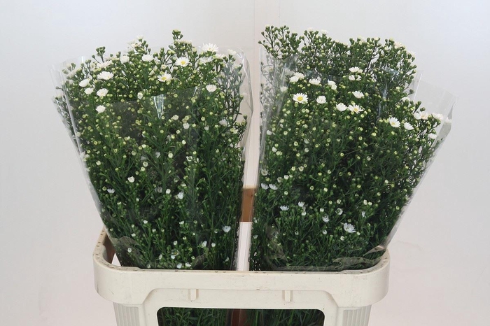 <h4>Aster N-B 'Paquita'</h4>