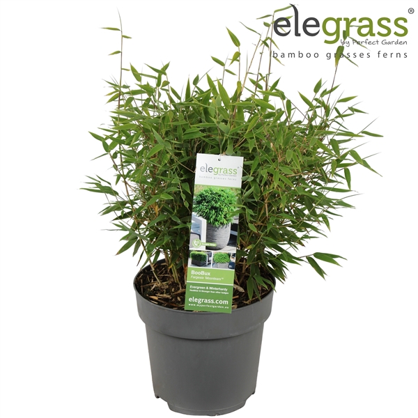 <h4>Fargesia 'Moontears'® Boobux P23</h4>