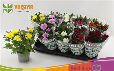 <h4>Chrys Gem 6 Kl</h4>