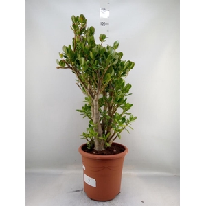 Crassula ovata
