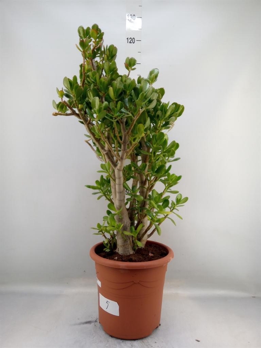 <h4>Crassula ovata</h4>