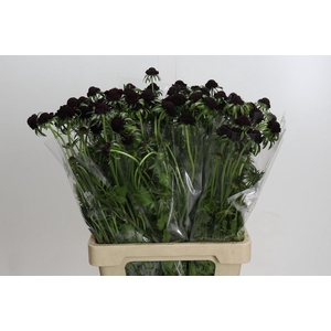 Scabiosa Scoop Blackberry