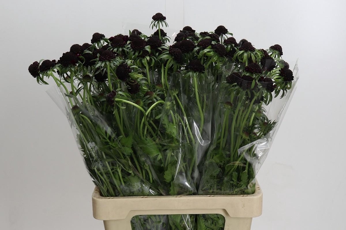 <h4>Scabiosa Scoop Blackberry</h4>