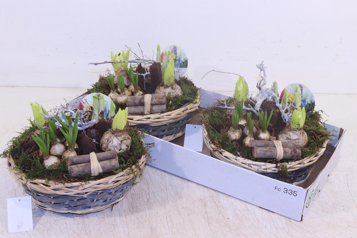 <h4>ARR BOL KNOLGEWAS</h4>