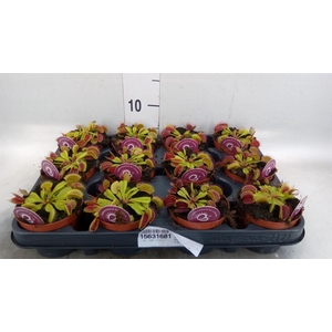 Dionaea muscipula