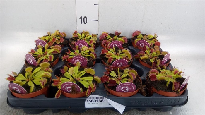 <h4>Dionaea muscipula</h4>