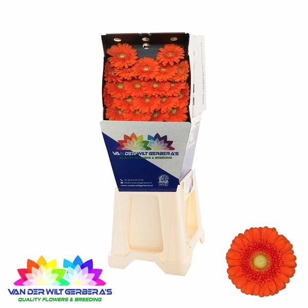 <h4>GE MI Dorito</h4>