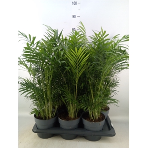 Chamaedorea elegans
