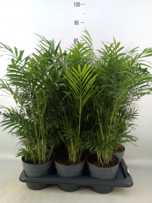 <h4>Chamaedorea elegans</h4>