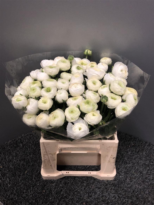 <h4>Ran Eleg Sup White</h4>