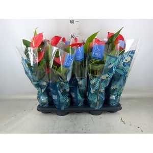 Anthurium andr. 'Karma Red'