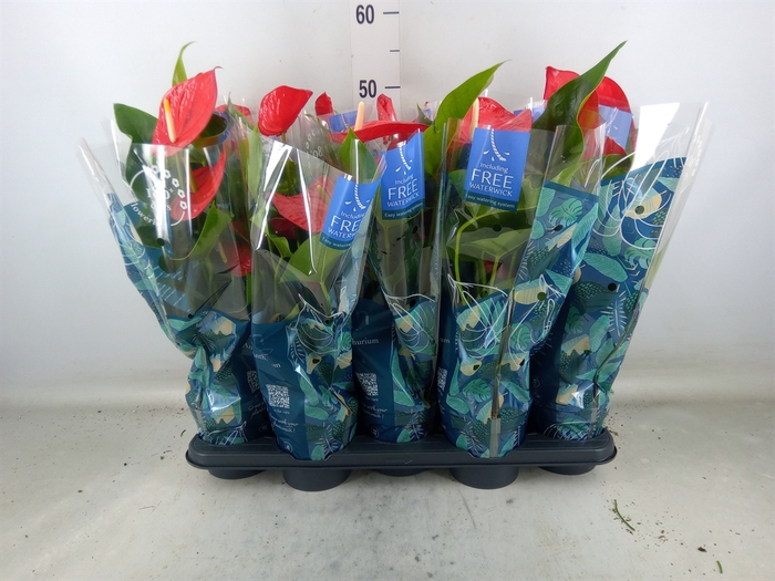 <h4>Anthurium andr. 'Karma Red'</h4>